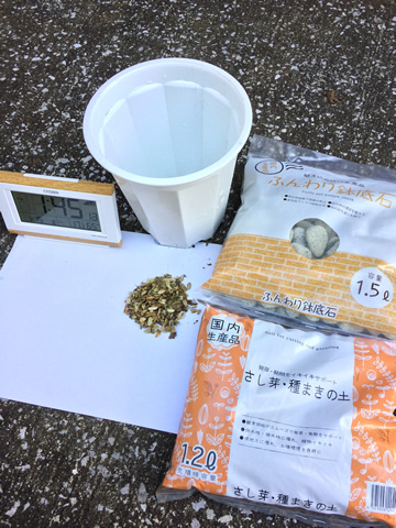 Seeds of ashitaba have been planted