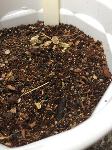 Ashitaba has germinated