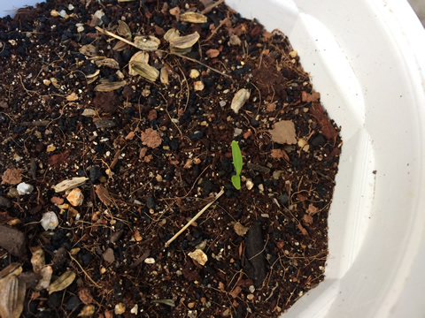 It's been 24 days since the seeds were sown