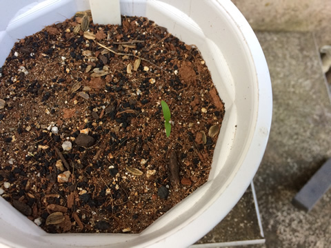 It's been 27 days since the seeds were sown