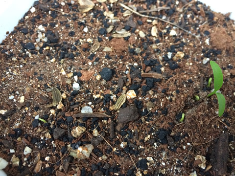 It's been 29 days since the seeds were sown