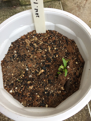 It's been 31 days since the seeds were sown