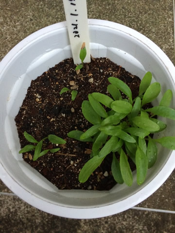 It's been 50 days since I sowed ashitaba seeds