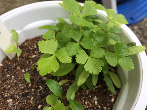 Ashitaba is also growing without any problems