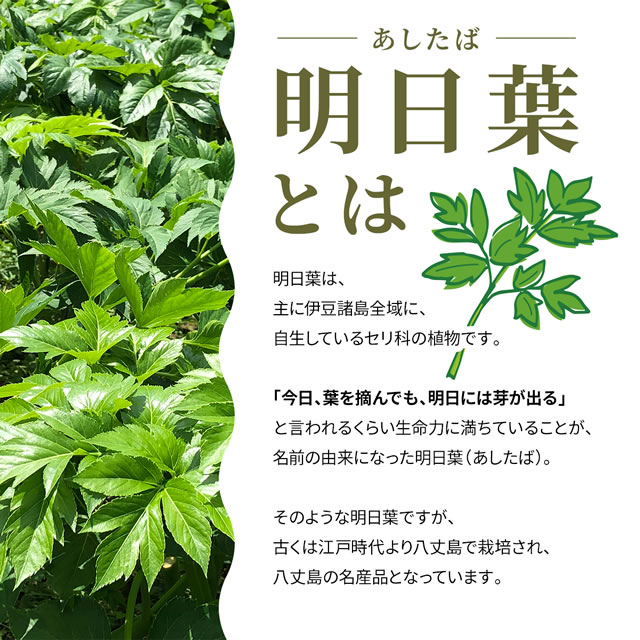 -あしたば-明日葉とは 明日葉は、主に伊豆諸島全域に、自生しているセリ科の植物です。「今日、葉を摘んでも、明日には芽が出る」と言われるくらい生命力に満ちていることが、名前の由来になった明日葉（あしたば）。そのような明日葉ですが、古くは江戸時代より八丈島で栽培され、八丈島の名産品となっています。