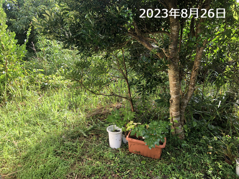 明日葉の夏の過ごし方