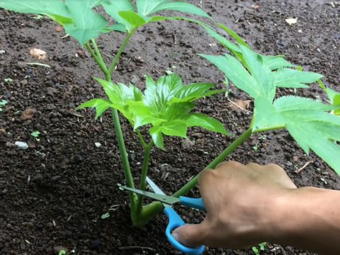 明日葉の収穫方法