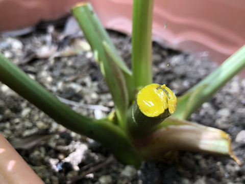 明日葉の収穫方法